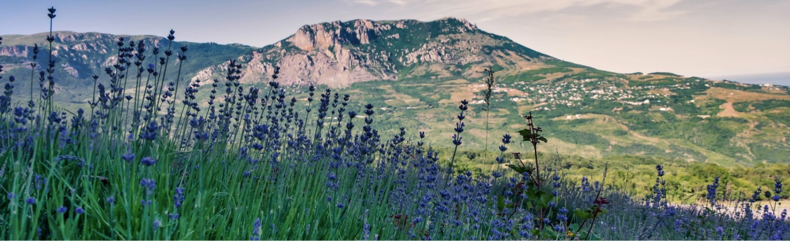flora bagnas especies aut&oacute;ctonas especies ex&oacute;ticas