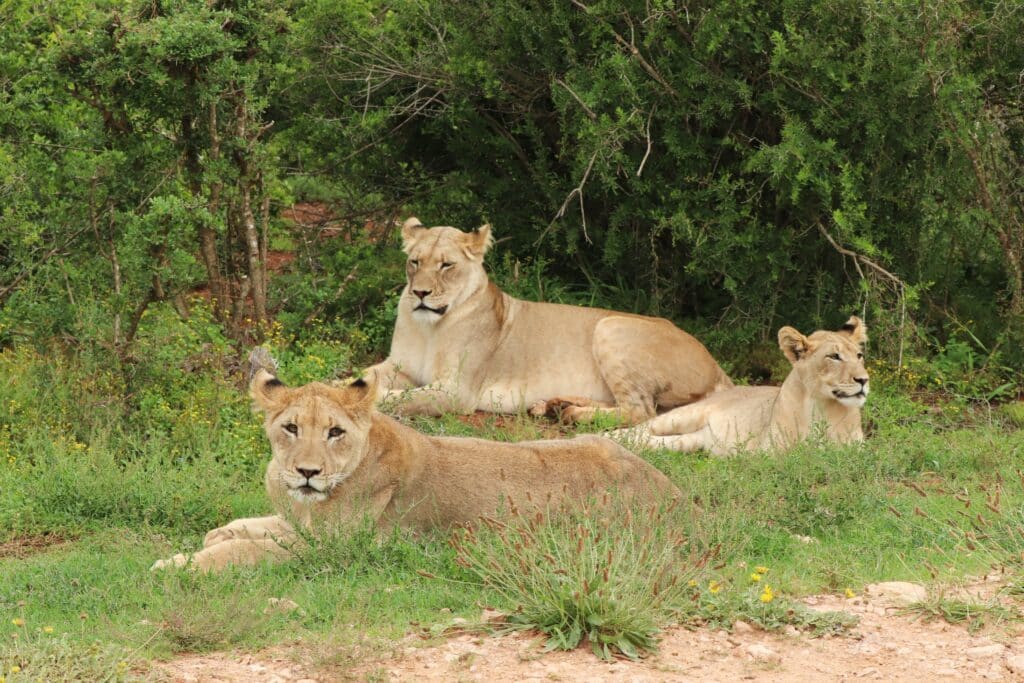 reserve africaine sigean escapade naturel occitanie