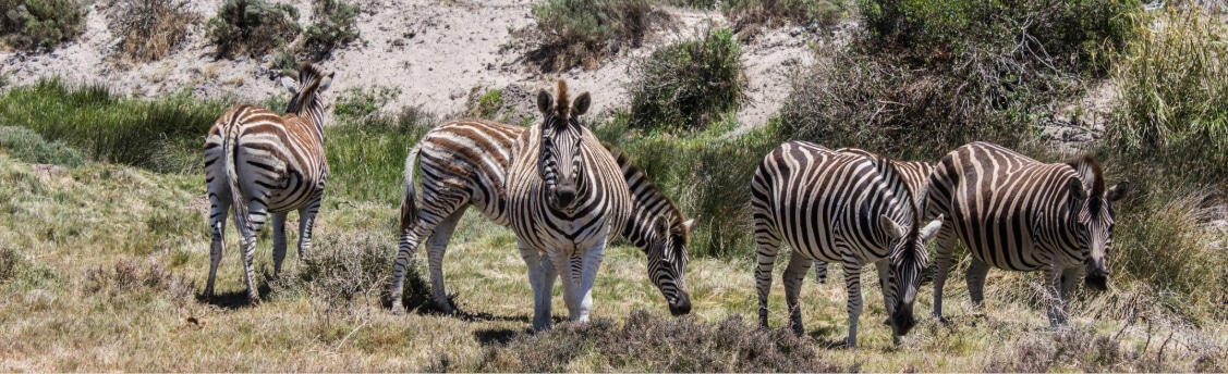 reserve africaine sigean espace naturel occitanie