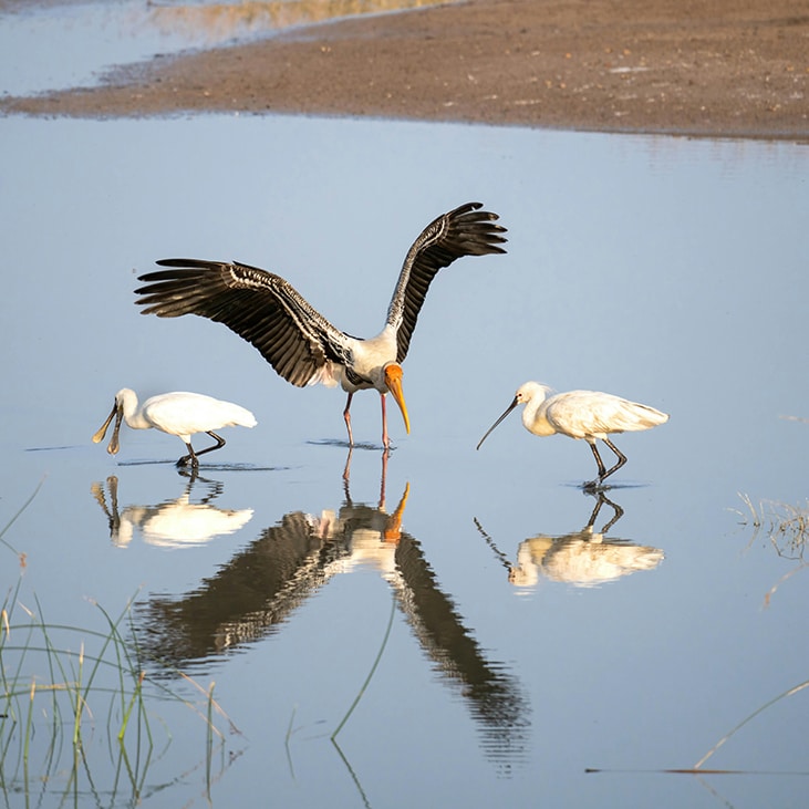 Bagnas Nature Reserve