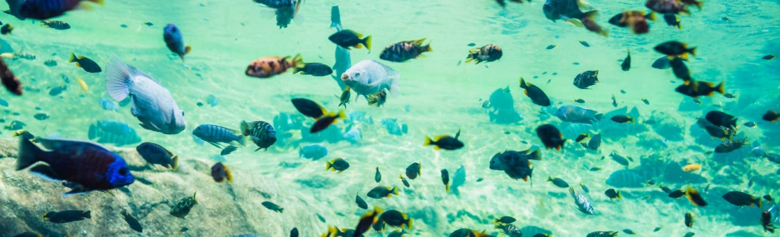 tesoros submarinos en la costa de agathois