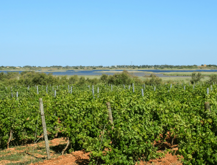 automne vignes agde