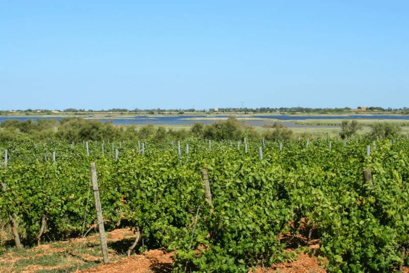 automne vignes agde