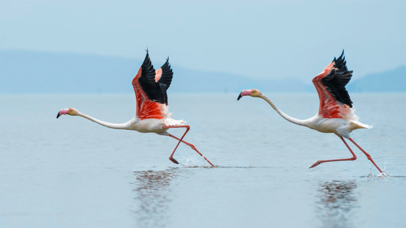 flamants roses