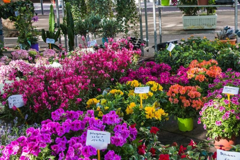 béziers marché aux fleurs camping la tamarissière