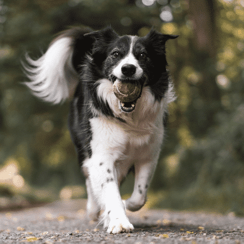 chien camping la tamarissière agde