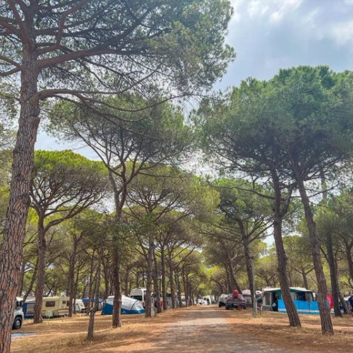 camping la tamarissière à agde emplacement nu caravane tente camping-car